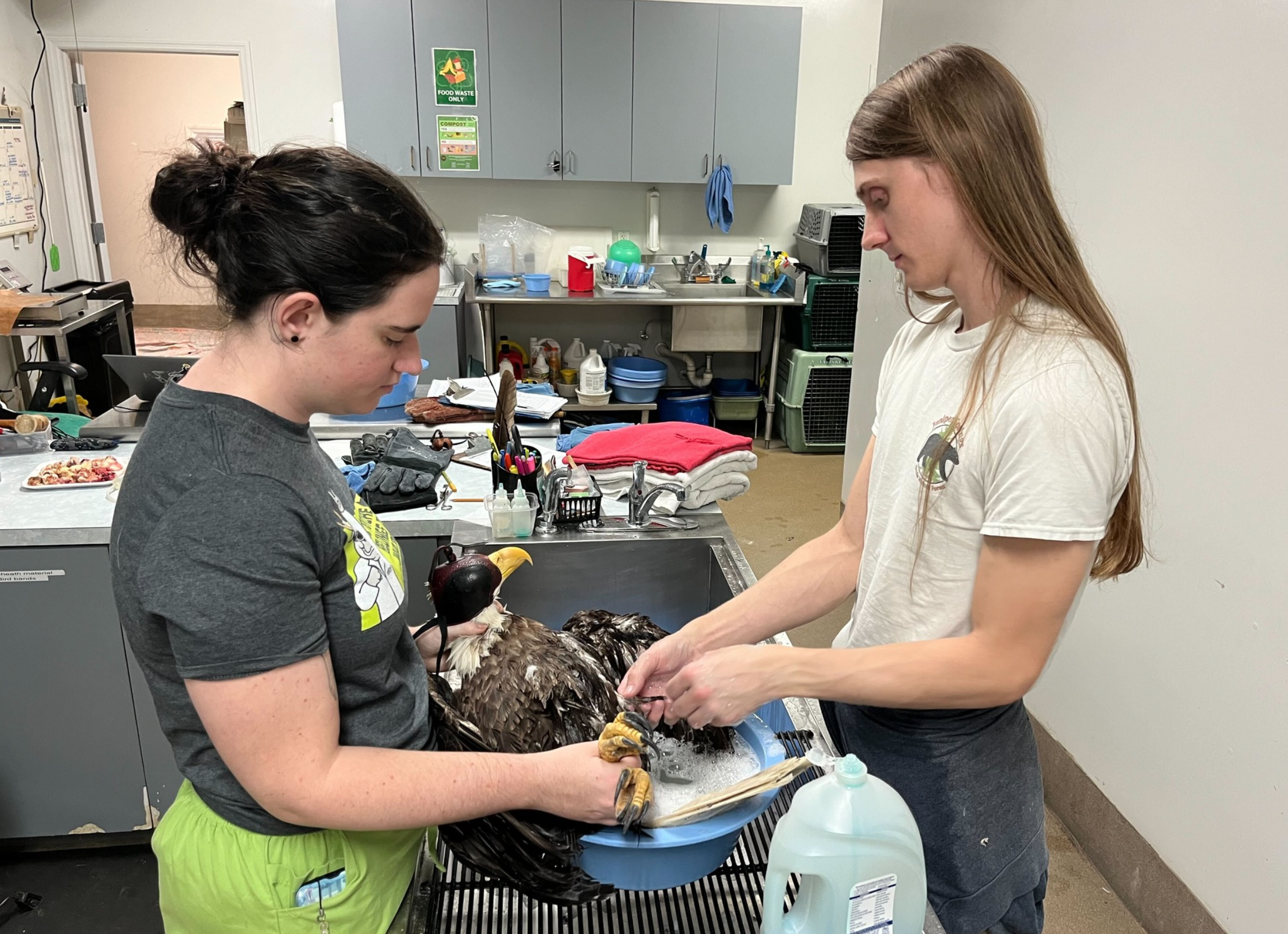 two people washing a raptor